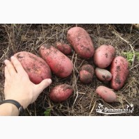 Картофель оптом калибр 5+ 6+ 7+ напрямую от фермера, Краснодарский край