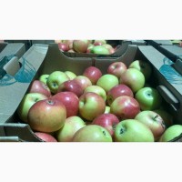 Яблоки 1 сорта калиброванные оптом со склада