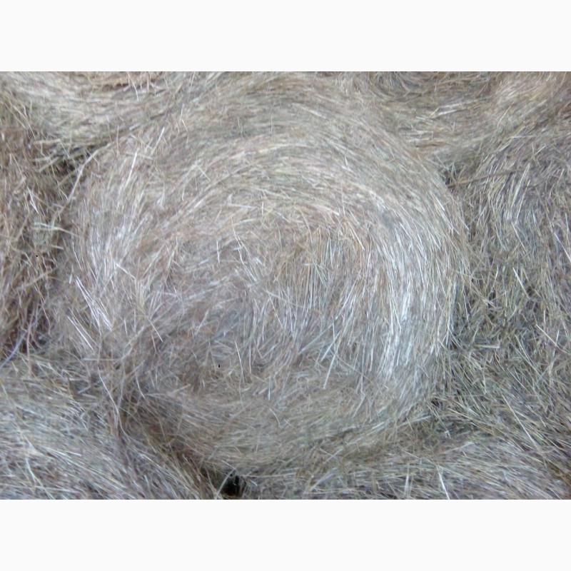 Фото 2. Продаем высококачественное сено/сенаж амбарного хранения