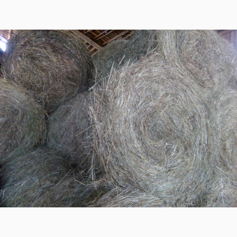 Фото 3. Продаем высококачественное сено/сенаж амбарного хранения