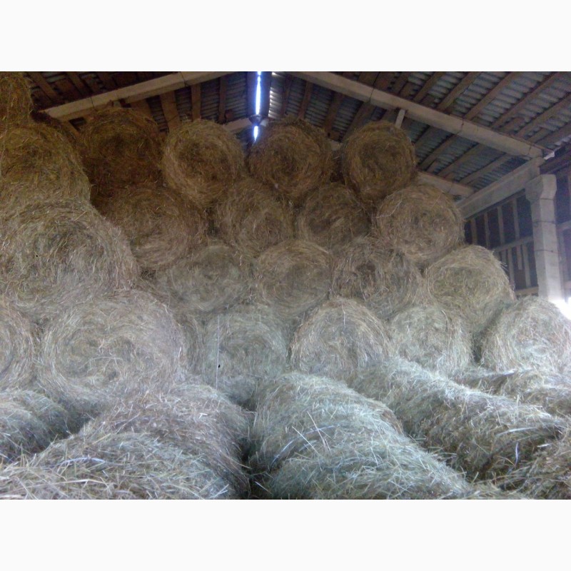 Фото 4. Продаем высококачественное сено/сенаж амбарного хранения