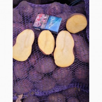 Картофель Ароза Розара калибр 6