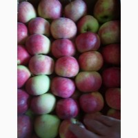 Яблоки беларусские