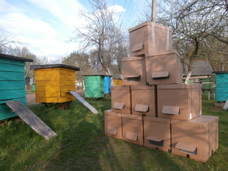 Пчелопакеты в Санкт-Петербурге (#тарадаром)