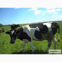 Продам корову в Кунгурском районе