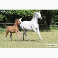 Продажа лошадей арабской чистокровной породы