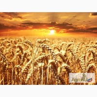 Семена Озимой пшеницы Юка