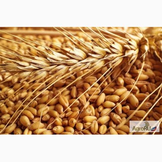 Семена озимой пшеницы сорт Табор