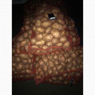 Продажа картофеля продовольственного, фракция 6