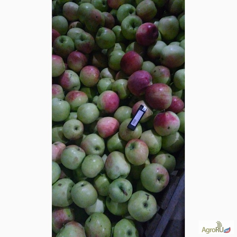 Фото 2. Яблоки урожая 2017