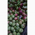 Яблоки урожая 2017