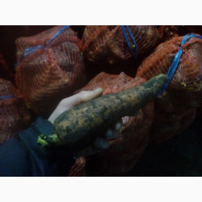 Фото 2. Морковь оптом от 3 тонн