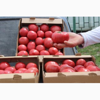 Осуществляем оптовую продажу помидоров