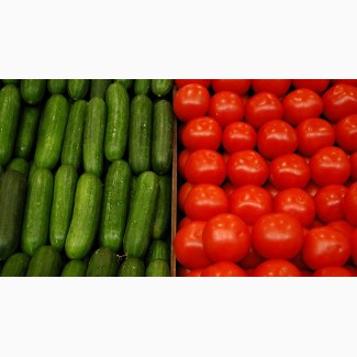 Купим огурец свежий и томаты с доставкой в г. Ульяновск с НДС
