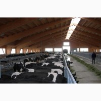 Продажа коров дойных, нетелей молочных пород в Украину