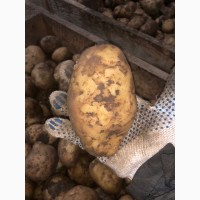 Продам картофель сорта Крепыш