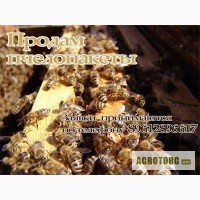 Продам пчелопакеты четырехрамочные Карпатской породы пчёл