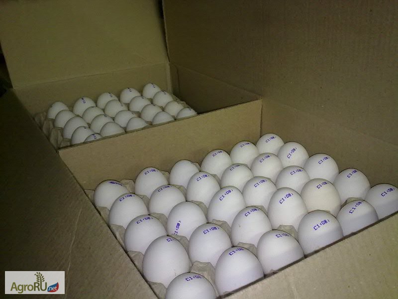 Купить яйцо в белгородской области. Белое яйцо коробка. Яйцо инкубационное в коробке. Коробка для яиц. Транспортировка яиц куриных.