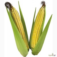 Куплю кукурузу и пшеницу продовольственную на экспорт