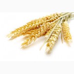 Куплю кукурузу и пшеницу продовольственную на экспорт