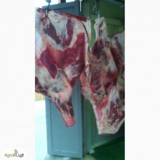 Продаем говядина корова, бык охлажденные, замороженные