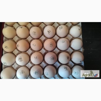 Инкубационное яйцо индюки, бройлеры, утки, цесарки
