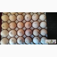 Инкубационное яйцо индюки, бройлеры, утки, цесарки