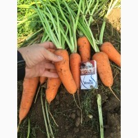 Морковь оптом от производителя