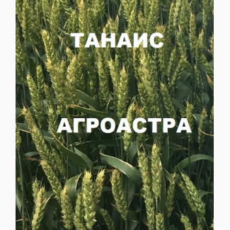 Семена озимой мягкой пшеницы сорт Танаис ЭС/РС1/РС2
