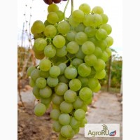 Реализуем винный виноград