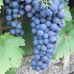 Реализуем винный виноград