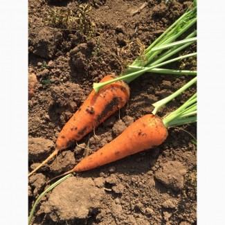 Морковь оптом сорт абако