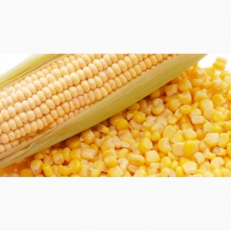 Семена кукурузы Катерина, РОСС-140, РОСС-199 (КБР) F1