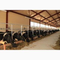 Продажа коров дойных, нетелей молочных пород по РФ и СНГ