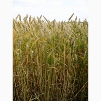 Семена озимой мягкой пшеницы сорт Стан ЭС/РС1