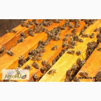 Продаю пчелопакеты 2016 в Краснодарском крае