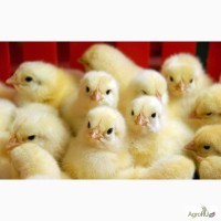 Цыплята бройлерные КОББ 500 3-5 мая