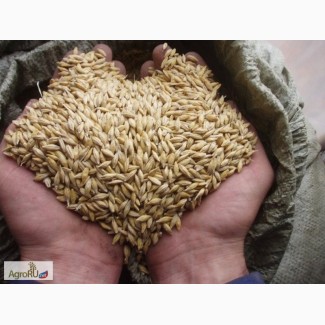 Пшеница и ячмень населению в розницу