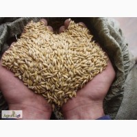 Пшеница и ячмень населению в розницу