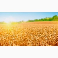 На посевную кампанию 2018 года семена Озимой пшеницы