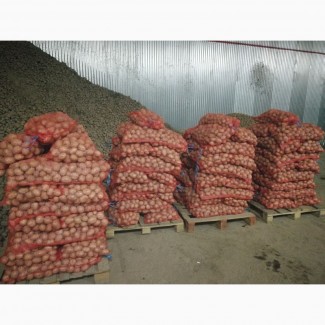 Продам картофель от производителя. Урожай 2017 года