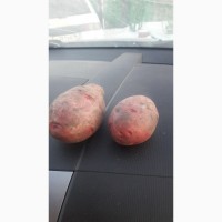 Картофель оптом от производителя, 10 руб/кг