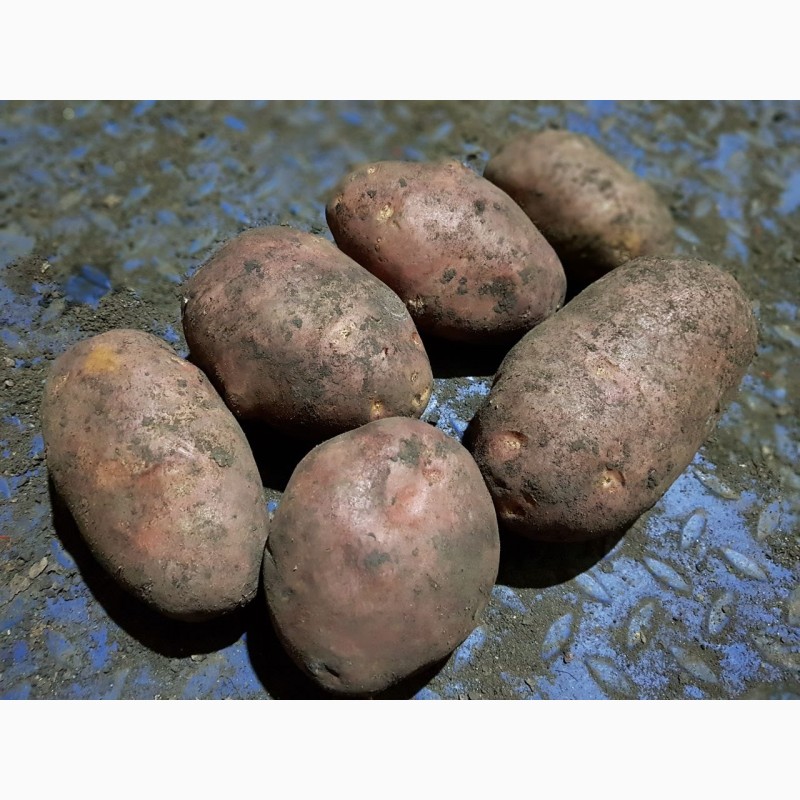 Фото 4. Картофель оптом от производителя, 10 руб/кг