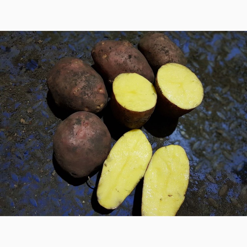 Фото 5. Картофель оптом от производителя, 10 руб/кг