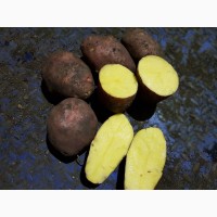 Картофель оптом от производителя, 10 руб/кг