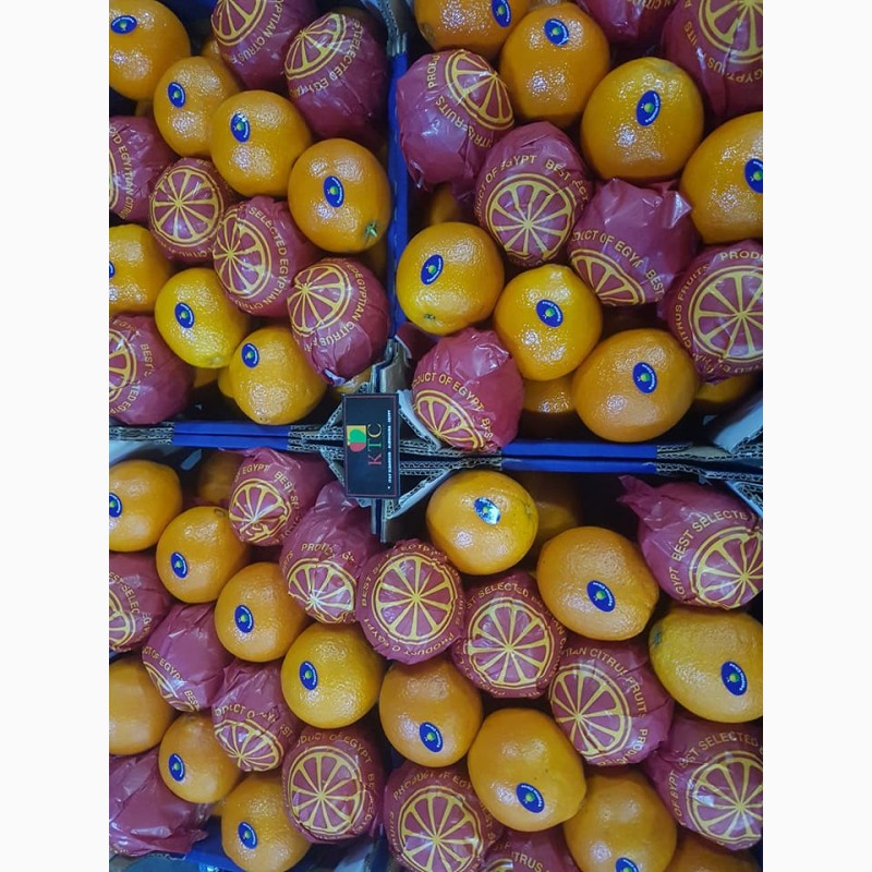 Фото 13. Продам апельсины из Египта