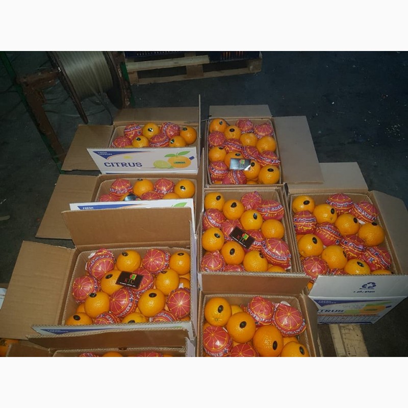 Фото 14. Продам апельсины из Египта