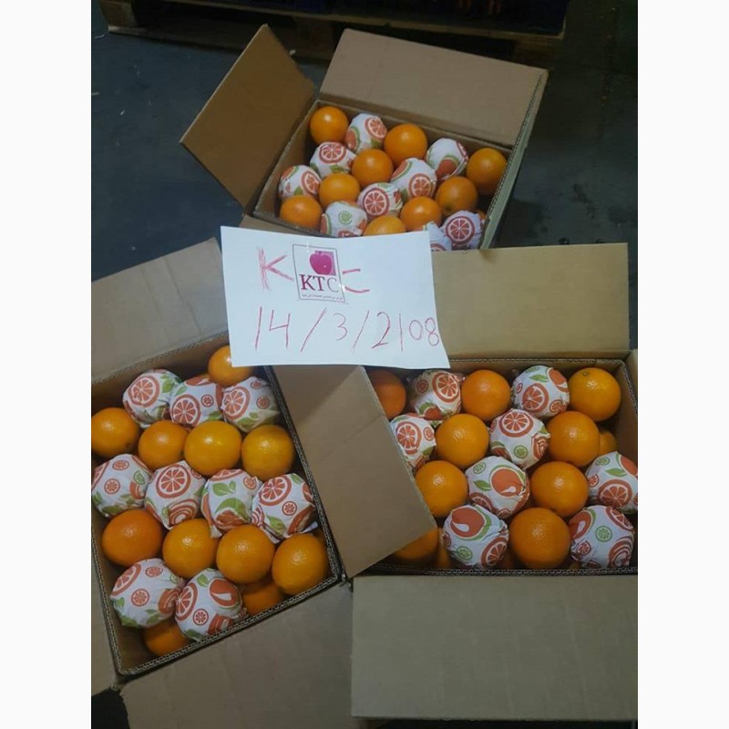 Фото 17. Продам апельсины из Египта