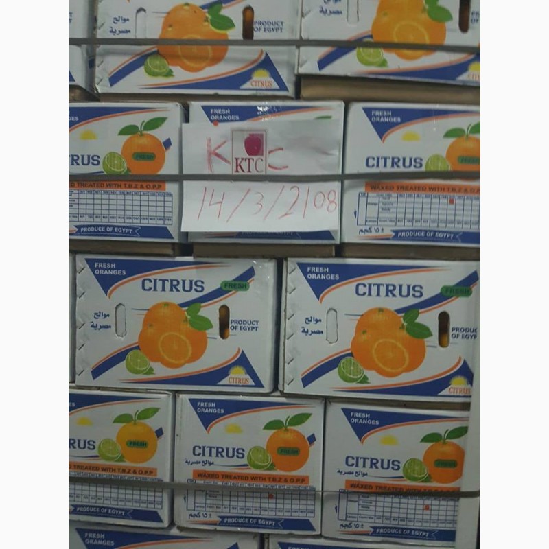 Фото 18. Продам апельсины из Египта