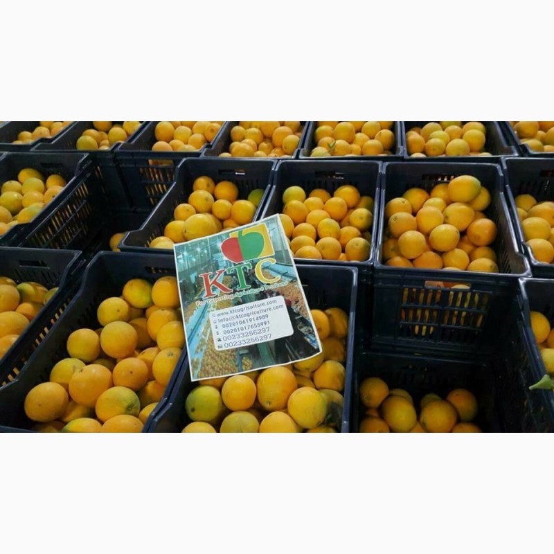 Фото 3. Продам апельсины из Египта